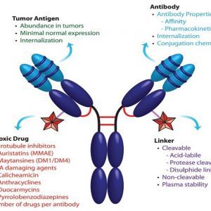 重组人黑色素瘤生长刺激活性蛋白α
