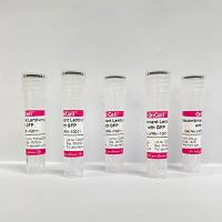 OriCell®带有绿色荧光蛋白基因的重组慢病毒