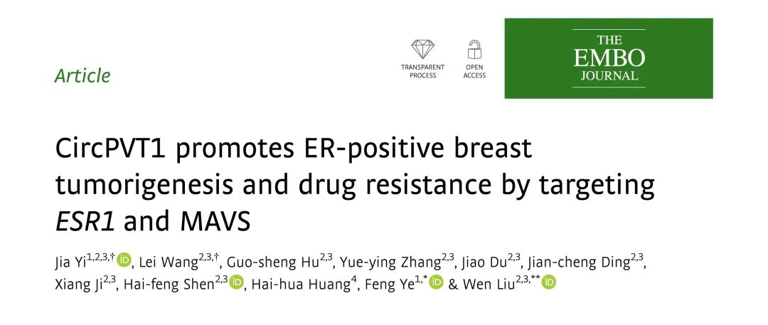 EMBO J（IF14+）丨CircPVT1通过ceRNA和蛋白质支架双重机制促进ER阳性乳腺肿瘤发生和耐药性