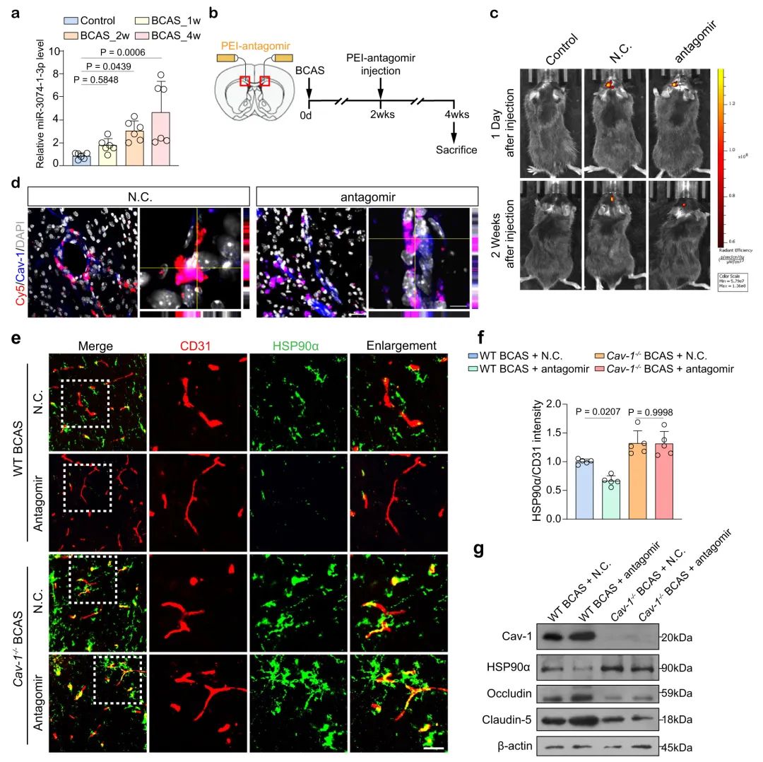 【更新20230316】动物用antagomir产品案例应用策略解析丨含给药方式、给药剂量、动物造模、实验处理……