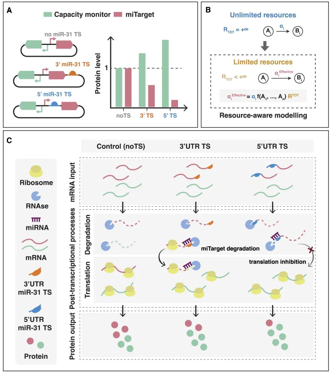 miRNA研究进展盘点丨20230317期