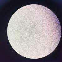 小鼠骨髓瘤细胞Sp2/0细胞, SP20细胞