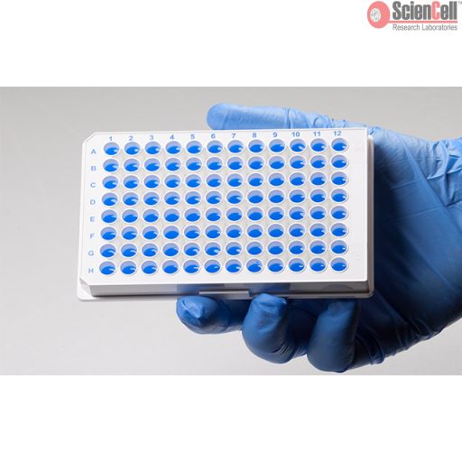 GeneQuery™ Mouse cDNA Evaluation Kit, Deluxe 小鼠cDNA质量检测试剂盒，豪华型