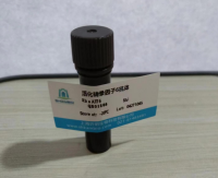 透明质酸合酶2(HAS2)重组蛋白,大鼠