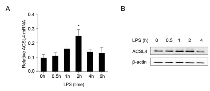 IF=19.227| 脂质代谢调节酶ACSL4促进神经炎症