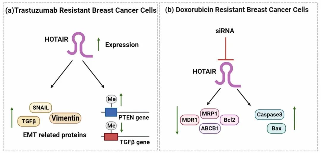 lncRNA研究进展盘点丨20230411期