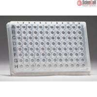 3D内皮细胞-外周细胞共培养形成试剂盒