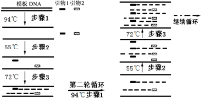 PCR实验步骤与PCR扩增引物不出情况