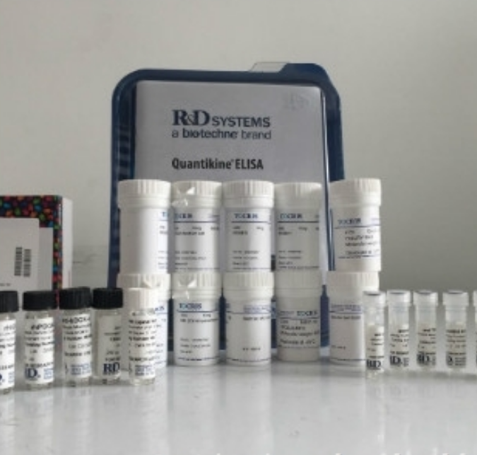 rhGalectin-8 (50 ug)