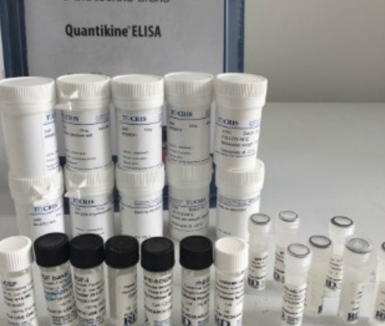 rhGalectin-8 (50 ug)