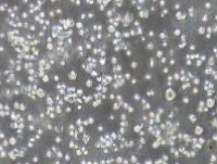 人多发性骨髓瘤细胞,RPMI 8226(带STR鉴定)