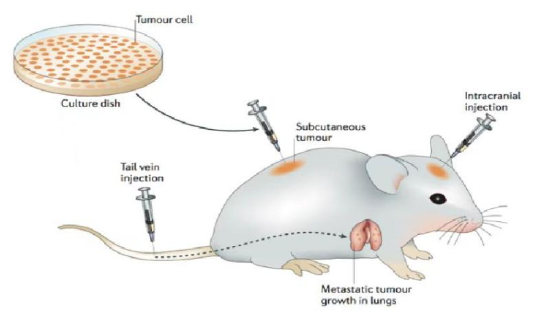 小技巧，大不同｜高度均一的移植瘤接种方法揭秘