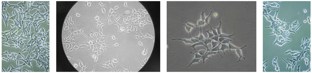 小技巧，大不同｜高度均一的移植瘤接种方法揭秘
