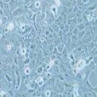 人甲状腺正常细胞,Nthy-ori 3-1(带STR鉴定)