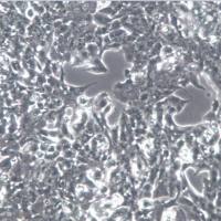 Min6细胞、Min6细胞、Min6细胞