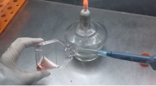 人成纤维样滑膜细胞,HFL