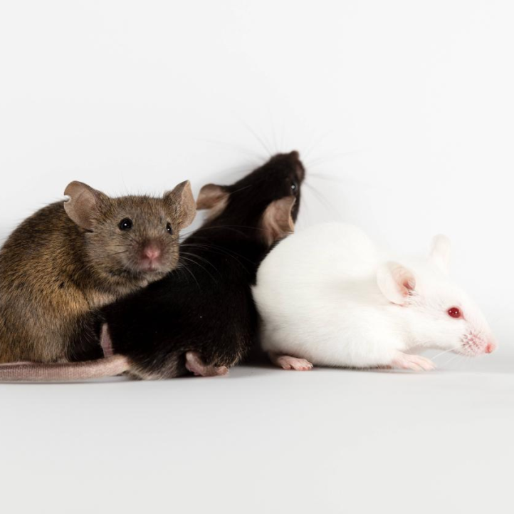 小技巧，大不同｜高度均一的移植瘤接种方法揭秘