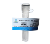 生长抑素(SST)牛血清白蛋白偶联物,猪