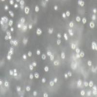 人急性B淋巴白血病细胞,NALM-6(带STR鉴定)