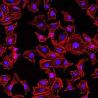 细胞荧光染料标记检测实验