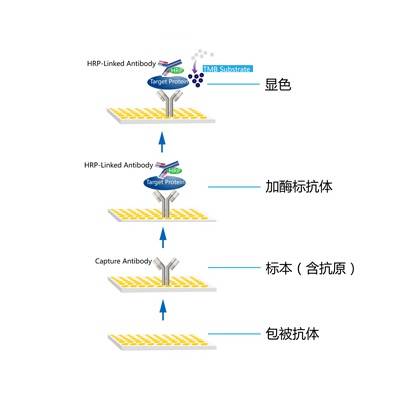 影响ELISA试剂盒实验质量的因素合集