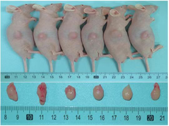 小技巧，大不同｜高度均一的移植瘤接种方法揭秘