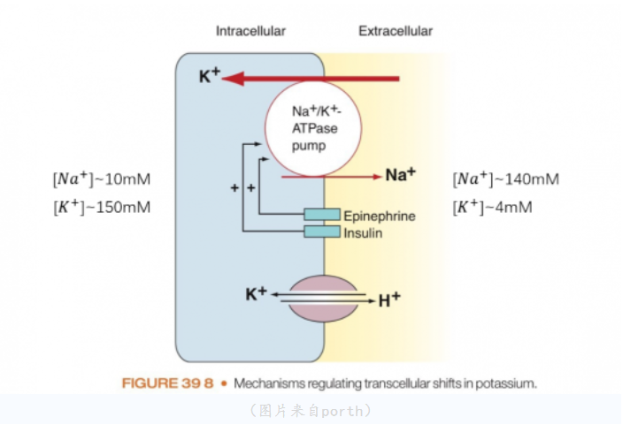 细胞内大户——钾，丢失了怎么办？