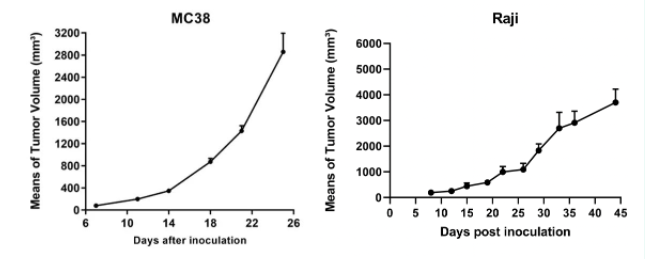 小技巧，大不同｜高度均一的移植瘤接种方法揭秘