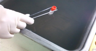 人成纤维样滑膜细胞,HFL