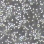 人多发性骨髓瘤细胞,RPMI 8226(带STR鉴定)