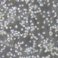 人多发性骨髓瘤细胞,RPMI 8226(带STR鉴定)