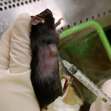 小技巧，大不同｜高度均一的移植瘤接种方法揭秘