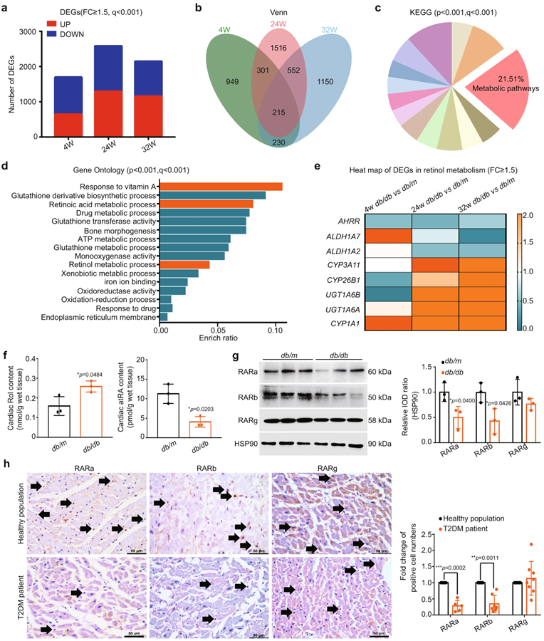 IF=17.694|糖尿病性心肌病靶标新发现—视黄醇脱氢酶10