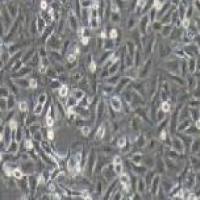 A549+luc 人肺癌细胞+luc