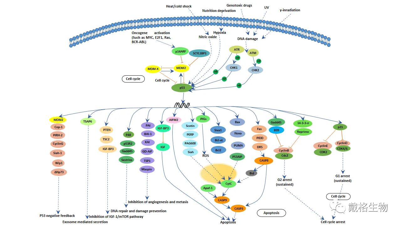 肿瘤相关——p53信号通路