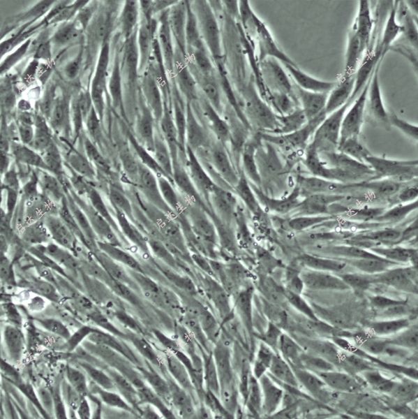 RMSC-bm大鼠骨髓间充质干细胞