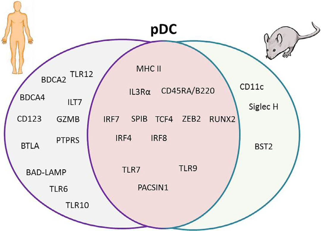 免疫系统神助攻——树突状细胞