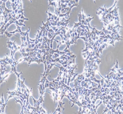 人胚肾细胞,293T(带STR鉴定)