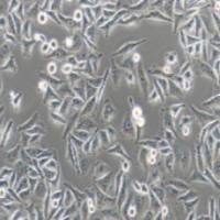 人胃癌细胞，MGC-803（带STR鉴定）