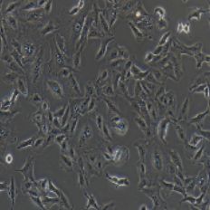 人肺癌细胞,A549(带STR鉴定)