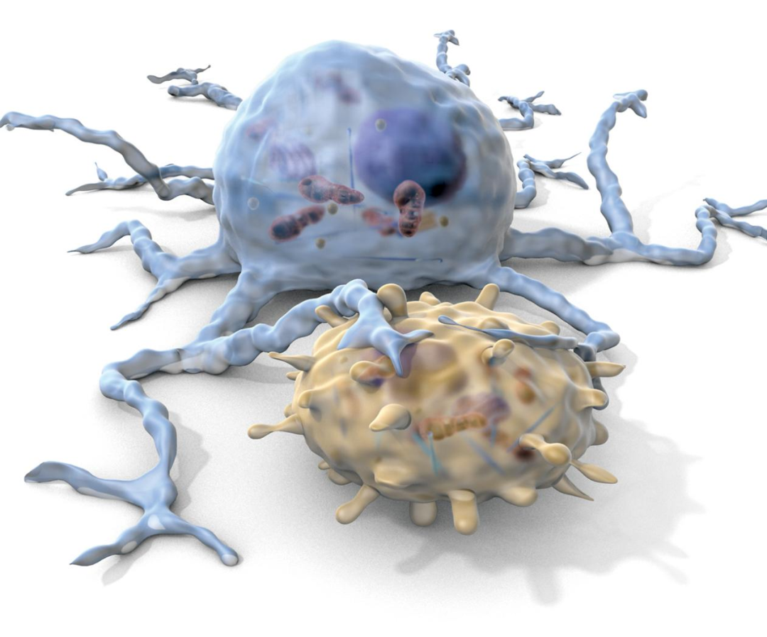 免疫系统神助攻——树突状细胞