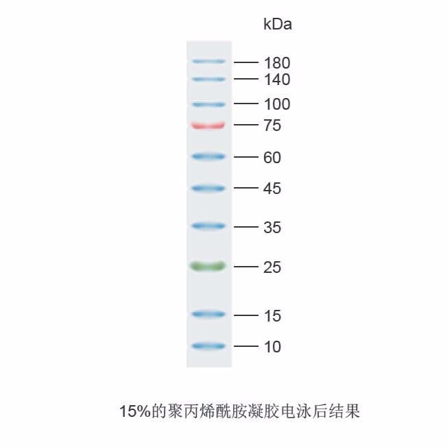 广谱彩虹预染蛋白Marker（10 -180 kD）