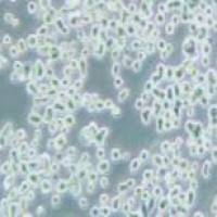 人胃癌细胞,KATO III(带STR鉴定)