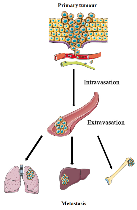 现货发售 | Claudin家族再添新成员：全长Claudin 4蛋白
