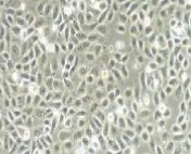 人膀胱癌细胞,5637(带STR鉴定)