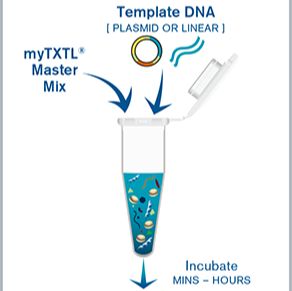 myTXTL 无细胞蛋白表达系统