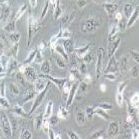 人肺腺癌细胞，NCI-H1975（带STR鉴定）