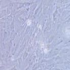 人肝癌细胞，SNU-387（带STR鉴定）