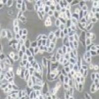 人肺癌细胞,PC-9(带STR鉴定)