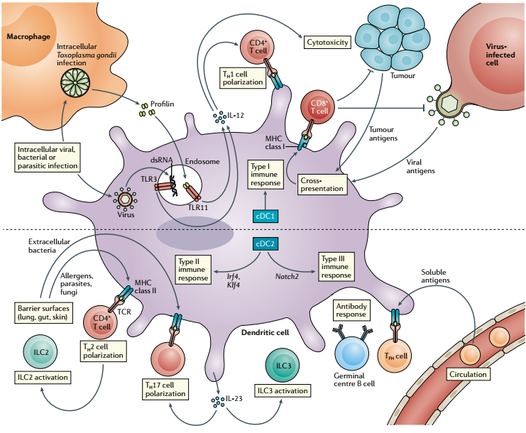 免疫系统神助攻——树突状细胞